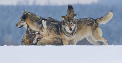 Vlk obecný  (Canis lupus)  A42I0986ok