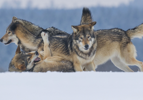 Vlk obecný  (Canis lupus)  A42I0986ok