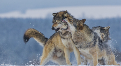 Vlk obecný  (Canis lupus)  A42I1001ok