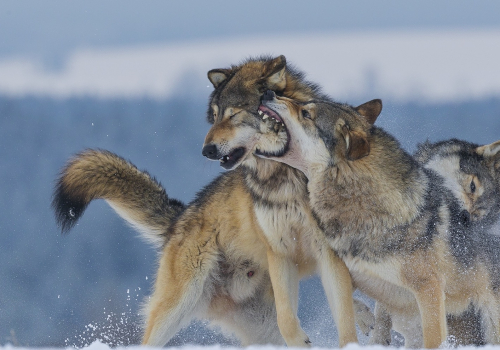 Vlk obecný  (Canis lupus)  A42I1001ok