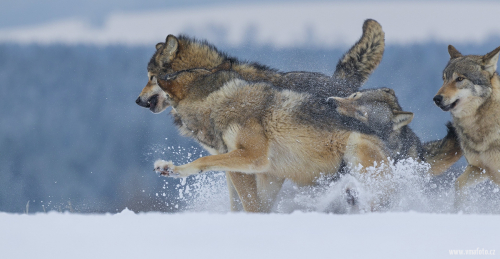 Vlk obecný  (Canis lupus)  A42I1004ok