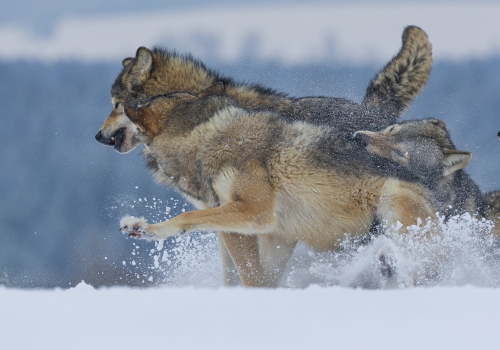 Vlk obecný  (Canis lupus)  A42I1004ok