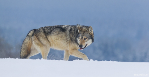 Vlk obecný  (Canis lupus)  A42I1133ok