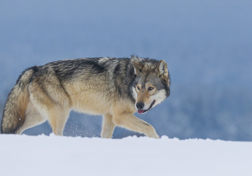 Vlk obecný  (Canis lupus)  A42I1133ok