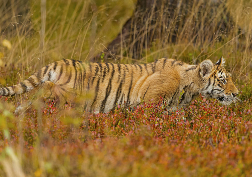 Tygr ussurijský  (Panthera tigris)  A42I1196ok