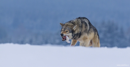 Vlk obecný  (Canis lupus)  A42I1303ok