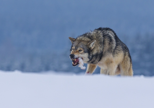 Vlk obecný  (Canis lupus)  A42I1303ok