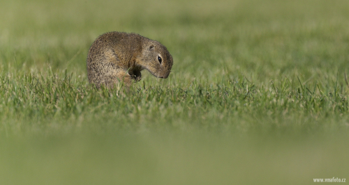 Sysel obecný  (Spermophilus citellus)  A42I1392ok
