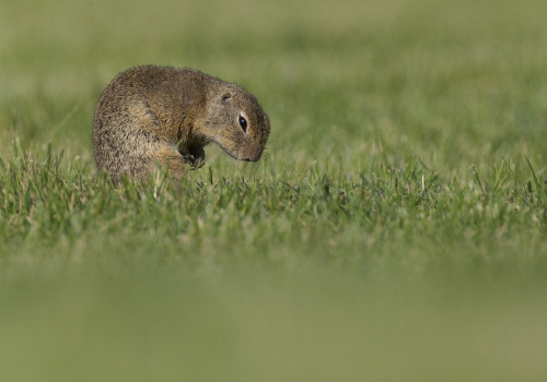 Sysel obecný  (Spermophilus citellus)  A42I1392ok