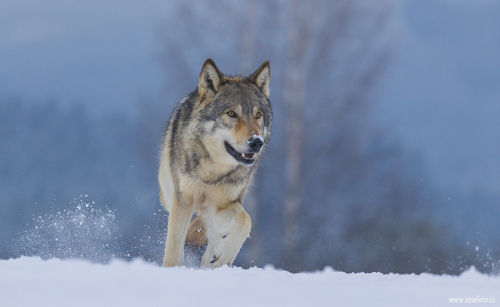 Vlk obecný  (Canis lupus)  A42I1483ok