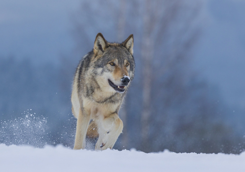 Vlk obecný  (Canis lupus)  A42I1483ok