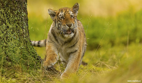 Tygr ussurijský  (Panthera tigris)  A42I1485ok