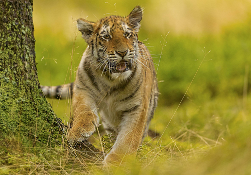 Tygr ussurijský  (Panthera tigris)  A42I1485ok