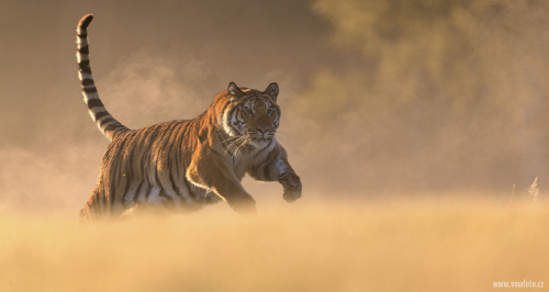 Tygr ussurijský  (Panthera tigris)  A42I1551ok-2