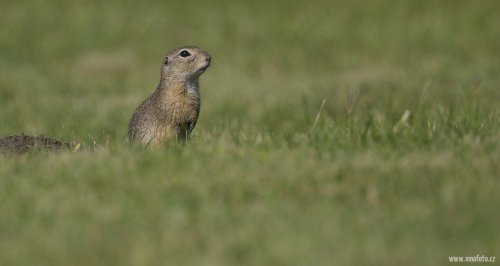 Sysel obecný  (Spermophilus citellus)  A42I1551ok