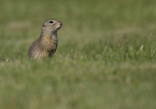 Sysel obecný  (Spermophilus citellus)  A42I1551ok