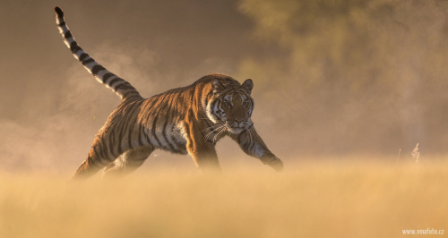 Tygr ussurijský  (Panthera tigris)  A42I1552ok