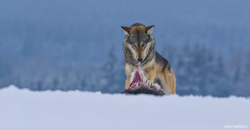 Vlk obecný  (Canis lupus)  A42I1558ok