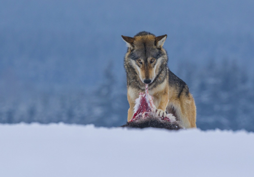 Vlk obecný  (Canis lupus)  A42I1558ok