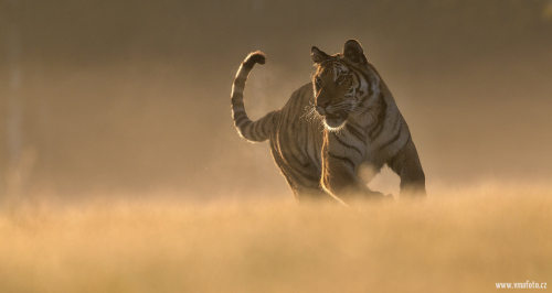 Tygr ussurijský  (Panthera tigris)  A42I1576ok