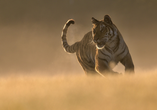 Tygr ussurijský  (Panthera tigris)  A42I1576ok