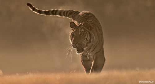 Tygr ussurijský  (Panthera tigris)  A42I1590ok