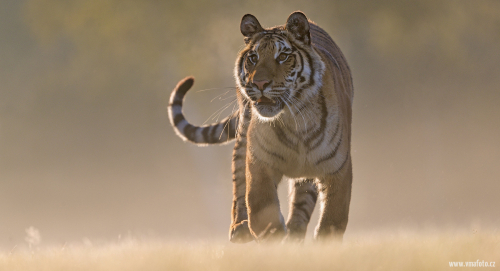 Tygr ussurijský  (Panthera tigris)  A42I1593ok-2
