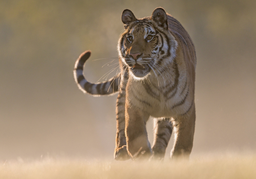 Tygr ussurijský  (Panthera tigris)  A42I1593ok-2