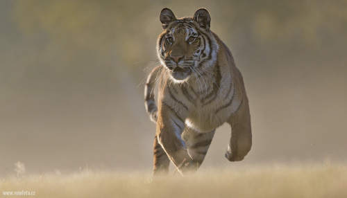 Tygr ussurijský  (Panthera tigris)  A42I1594ok-2