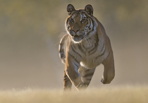 Tygr ussurijský  (Panthera tigris)  A42I1594ok-2