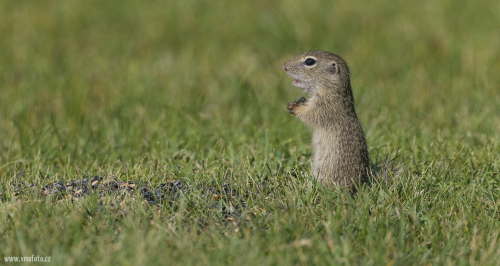 Sysel obecný  (Spermophilus citellus)  A42I1597ok