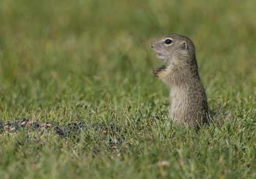 Sysel obecný  (Spermophilus citellus)  A42I1597ok