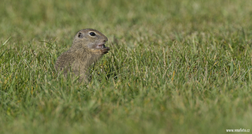 Sysel obecný  (Spermophilus citellus)  A42I1606ok
