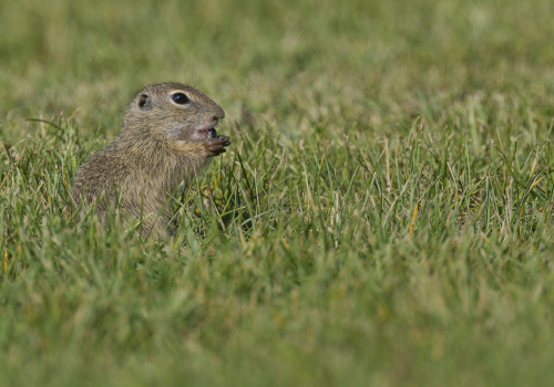 Sysel obecný  (Spermophilus citellus)  A42I1606ok