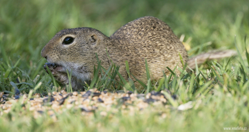 Sysel obecný  (Spermophilus citellus)  A42I1616ok