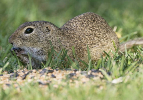 Sysel obecný  (Spermophilus citellus)  A42I1616ok