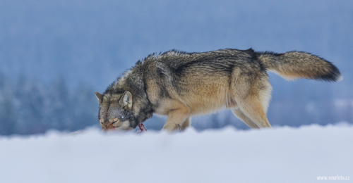 Vlk obecný  (Canis lupus)  A42I1682ok