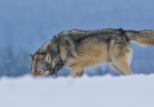 Vlk obecný  (Canis lupus)  A42I1682ok