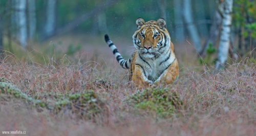 Tygr ussurijský  (Panthera tigris)  A42I1717ok