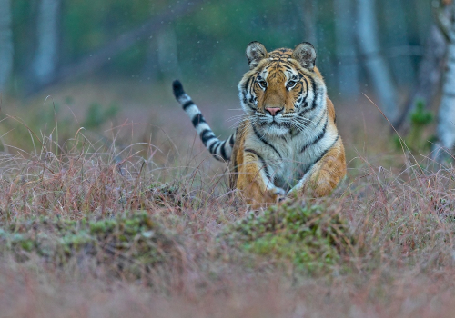 Tygr ussurijský  (Panthera tigris)  A42I1717ok