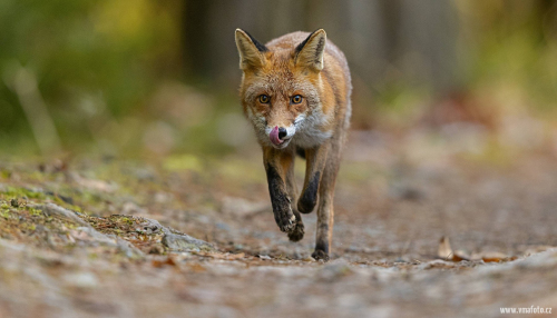 Liška obecná  (Vulpes vulpes)  A42I1808ok