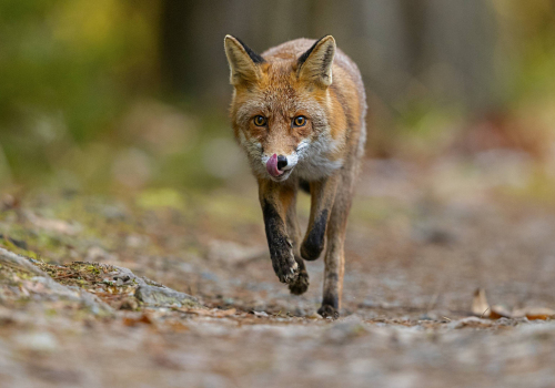 Liška obecná  (Vulpes vulpes)  A42I1808ok
