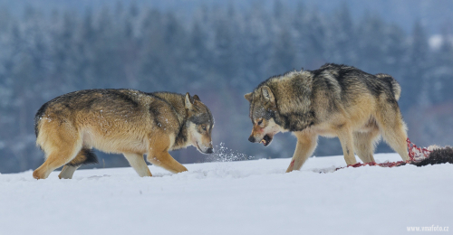 Vlk obecný  (Canis lupus)  A42I1822ok