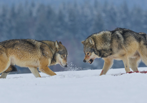 Vlk obecný  (Canis lupus)  A42I1822ok