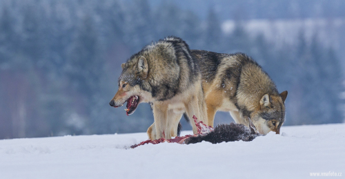 Vlk obecný  (Canis lupus)  A42I1835ok