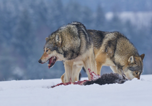 Vlk obecný  (Canis lupus)  A42I1835ok