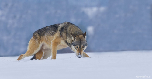 Vlk obecný  (Canis lupus)  A42I1856ok