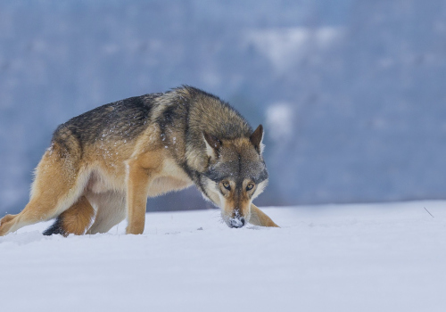 Vlk obecný  (Canis lupus)  A42I1856ok