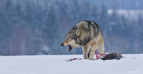 Vlk obecný  (Canis lupus)  A42I1882ok