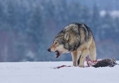 Vlk obecný  (Canis lupus)  A42I1882ok